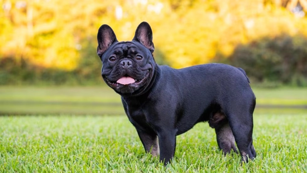 Is A French Bulldog High Maintenance?
