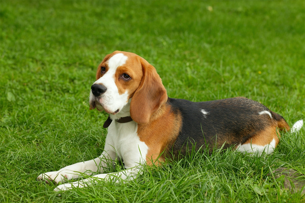 How Long Should You Walk A Beagle Daily?