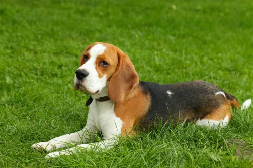 How Long Should You Walk A Beagle Daily?