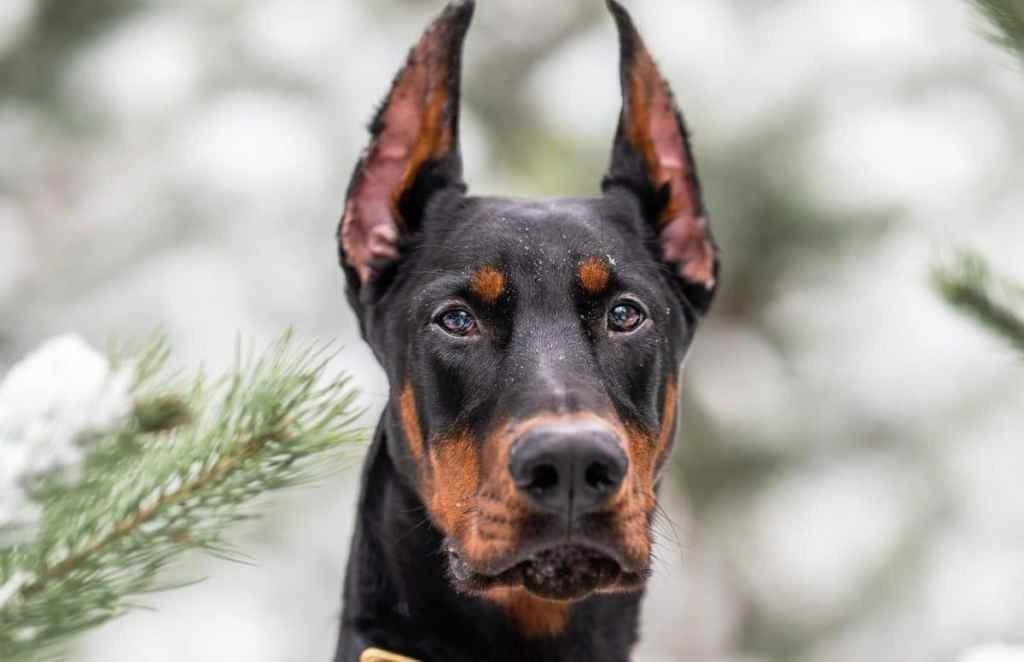 Insufficient Exercise in Dobermans: How to Prevent Destructive Behaviors
