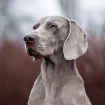 Are Weimaraners High Maintenance?