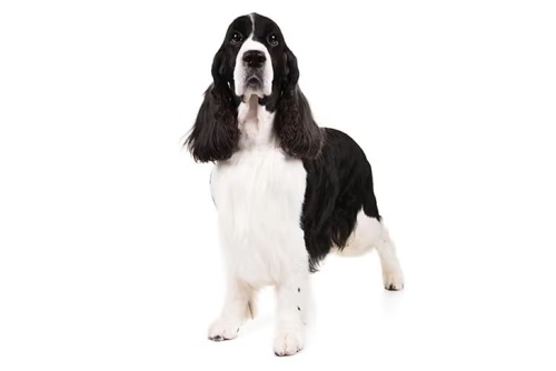 What Problems Do Springer Spaniels Have?