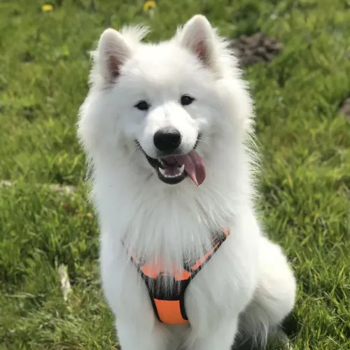 What Are The Disadvantages of Owning A Samoyed?