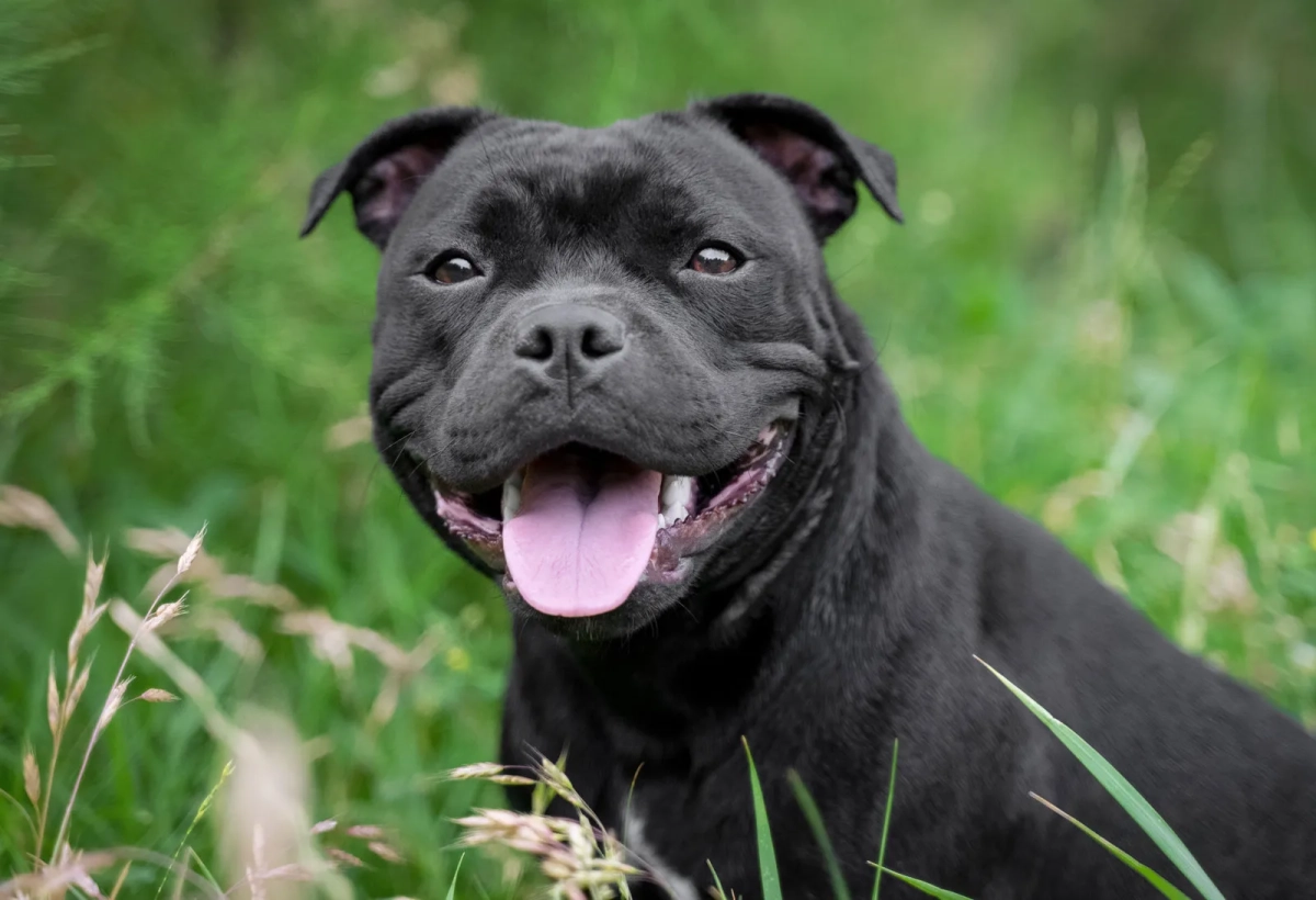 What Are The Negative Traits of Staffordshire Bull Terriers?
