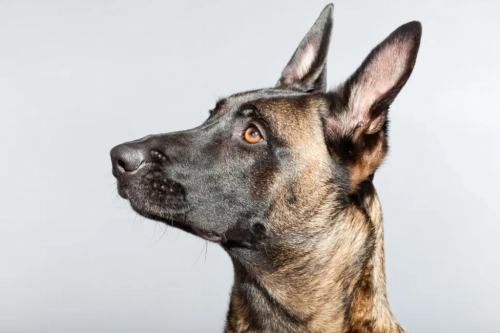 What Are The Behavior Issues With Malinois?