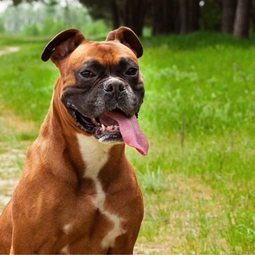 How Often Should A Boxer Dog Be WWalked?