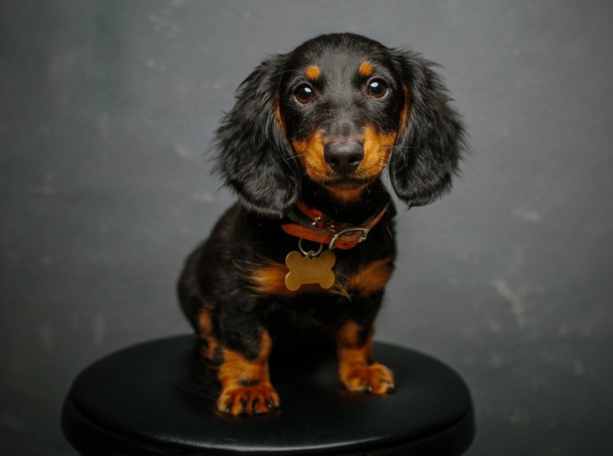 What Are The Weakness Of Dachshunds?