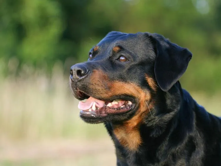 What Is The Behavior Of A Rottweiler?