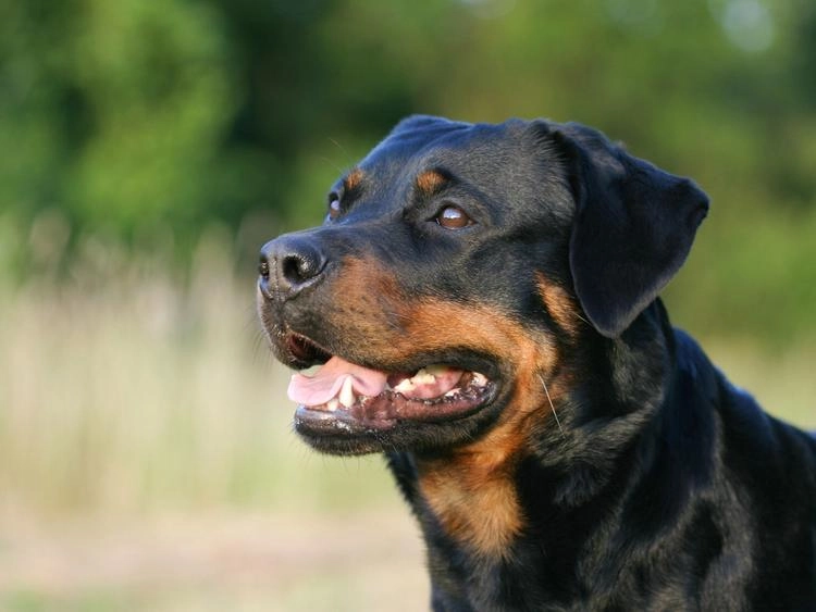 What Is The Behavior Of A Rottweiler?
