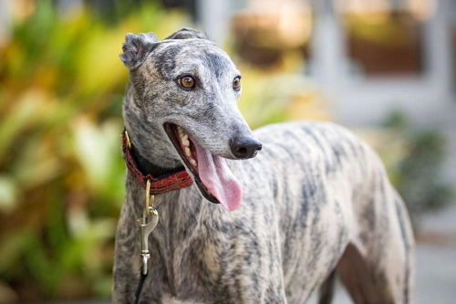 Do Greyhound Dogs Need A Lot Of Exercise?