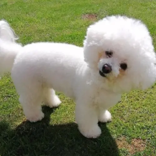 Do Bichons Need A Lot Of Exercise?