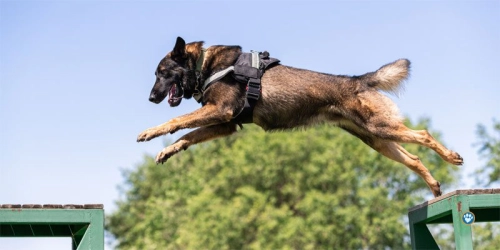 Can Malinois Be Aggressive?