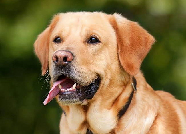 What Are The Negatives Of Labrador Retriever?
