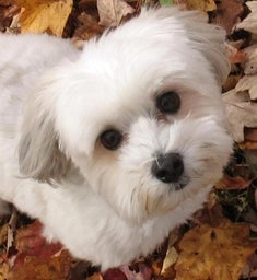 How Many Walks Does A Havanese Need?