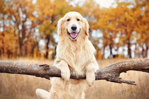 How Much Is Too Much Walking For A Golden Retriever?
