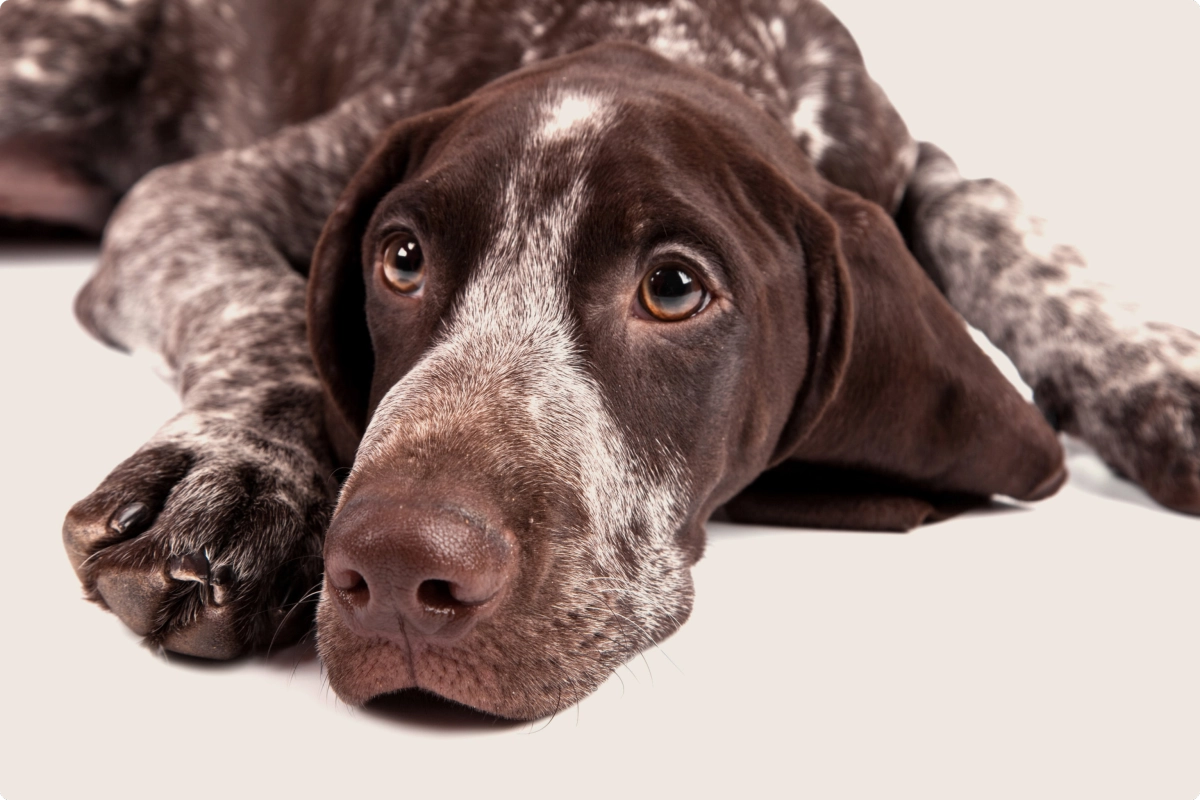 What Are The Negatives Of German Shorthaired Pointers?