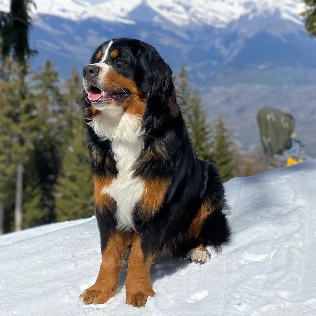 Can Bernese Mountain Dogs Be Exercised In The Heat?