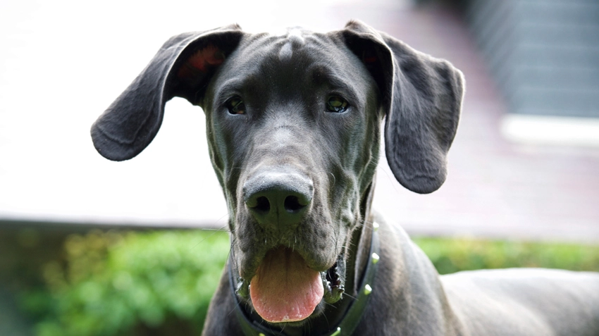What Is The Downside To Owning A Great Dane?