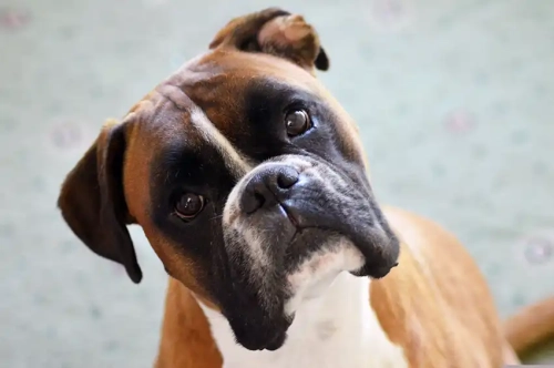 Is A Boxer A High Maintenance Dog?