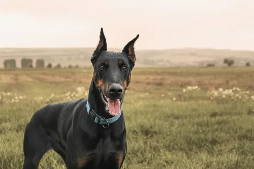 What Are The Negative Traits Of Doberman?