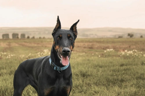 What Are The Negative Traits Of Doberman?
