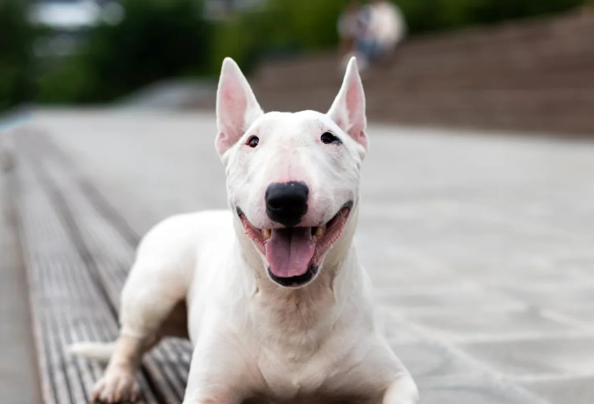 Do Bull Terriers Have Lots Of Problems?