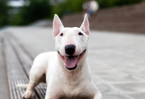 Do Bull Terriers Have Lots Of Problems?