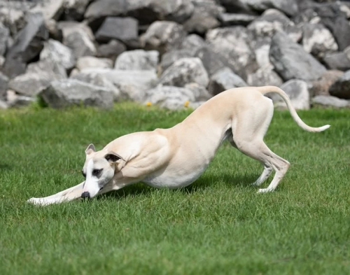 How Do You Exercise A Greyhound?