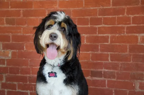 Do Bernedoodles Need Exercise?