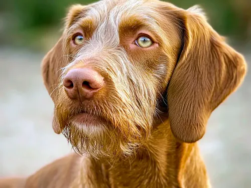 How Much Running Does A Vizsla Need?