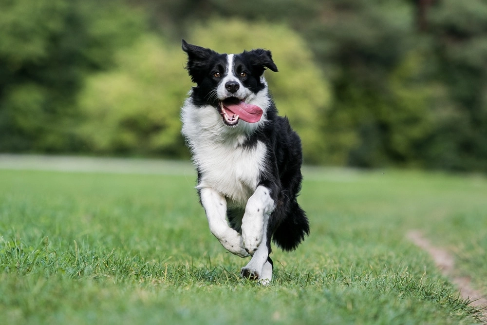 What Makes Border Collies Happy?