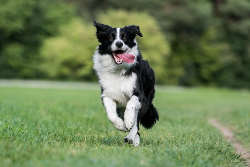 What Makes Border Collies Happy?