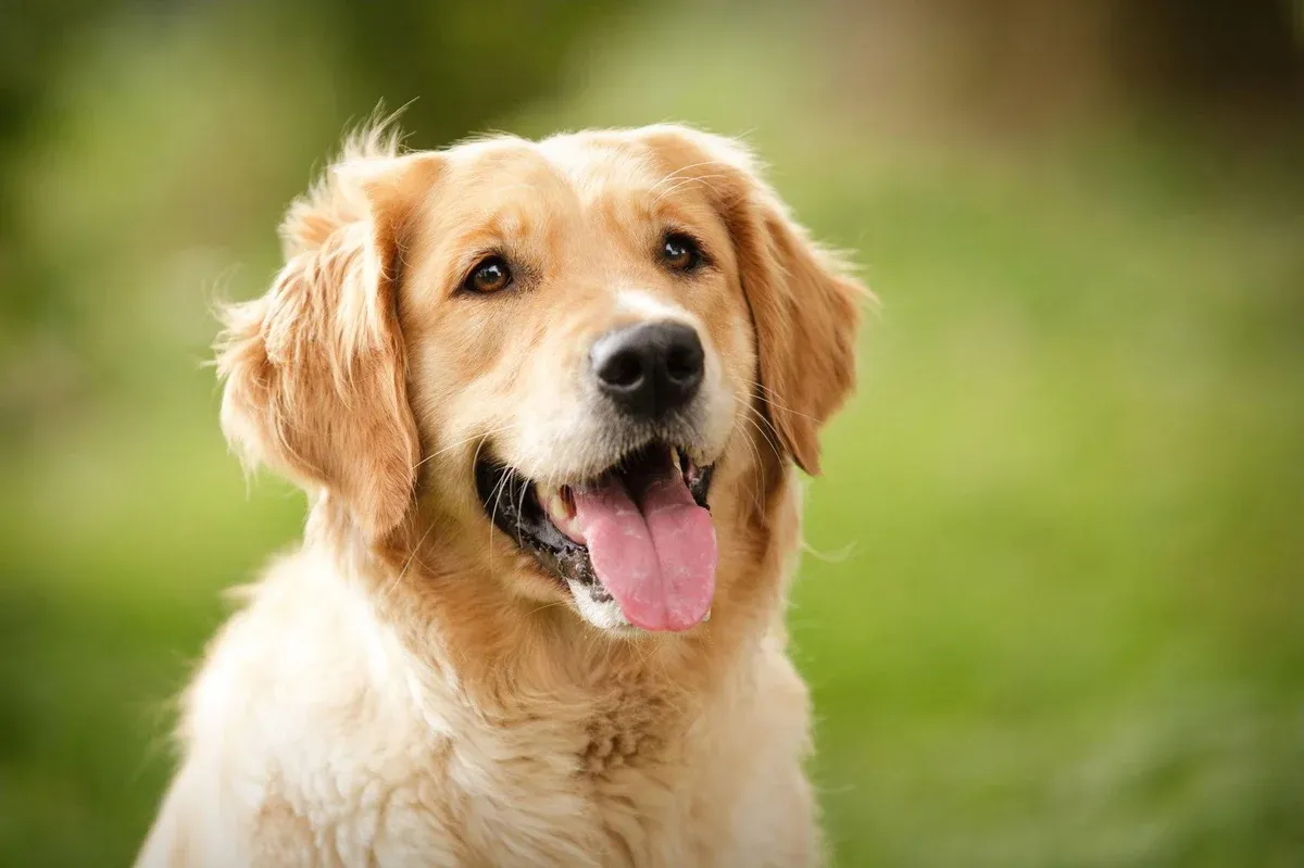 Do Golden Retrievers Like Long Walks?