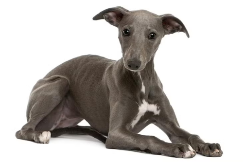 What Are The Disadvantages Of A Whippet?