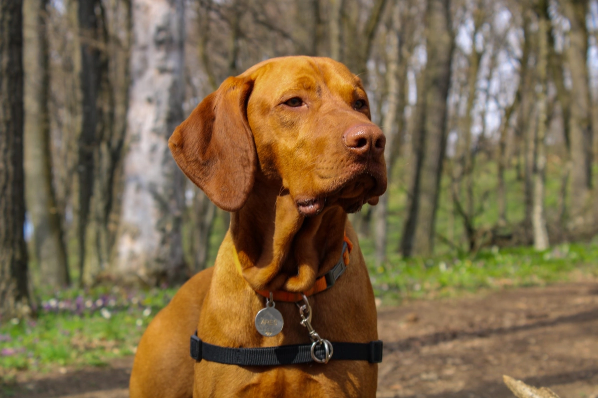 What Are The Negatives Of Vizslas?