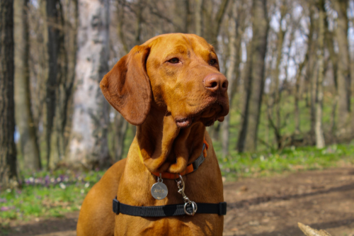 What Are The Negatives Of Vizslas?