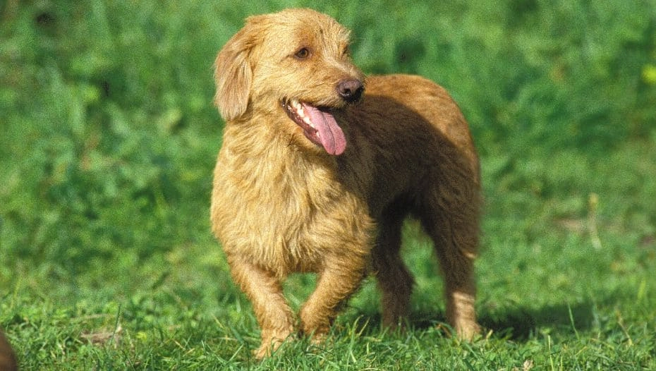 Do Basset Hounds Need A Lot Of Exercise?