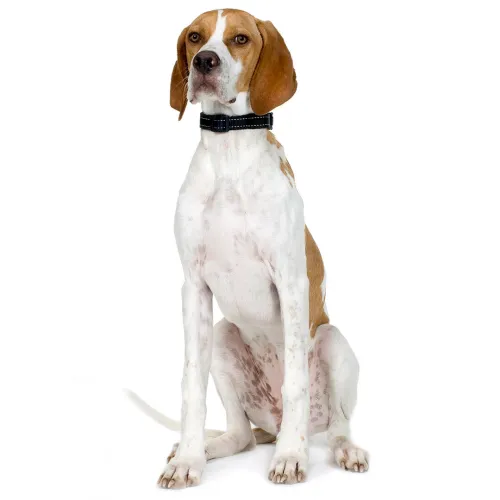 How Much Exercise Does A Pointer Need?