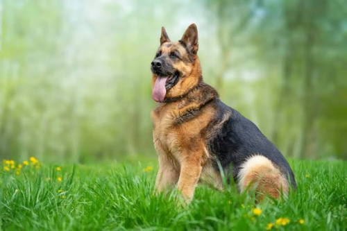 What Is the Most Common Problem in German Shepherds?
