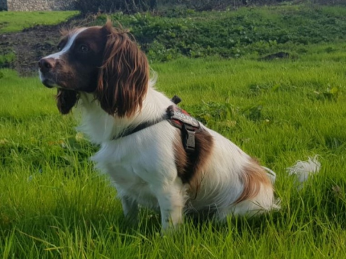 What Are the Behavioral Problems With Springer Spaniels?