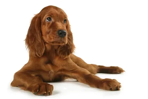 What Are The Physical Needs Of Lrish Setters?