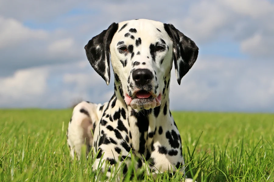 Are Dalmatian Dogs Energetic?
