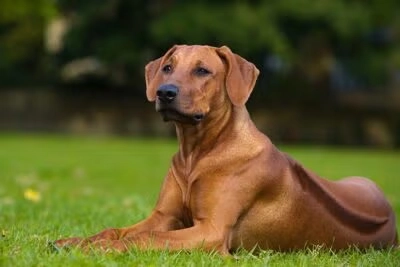 What Is So Special About Rhodesian Ridgeback?
