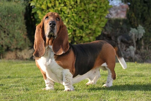 Do Basset Hounds Have A Lot Of Issues?