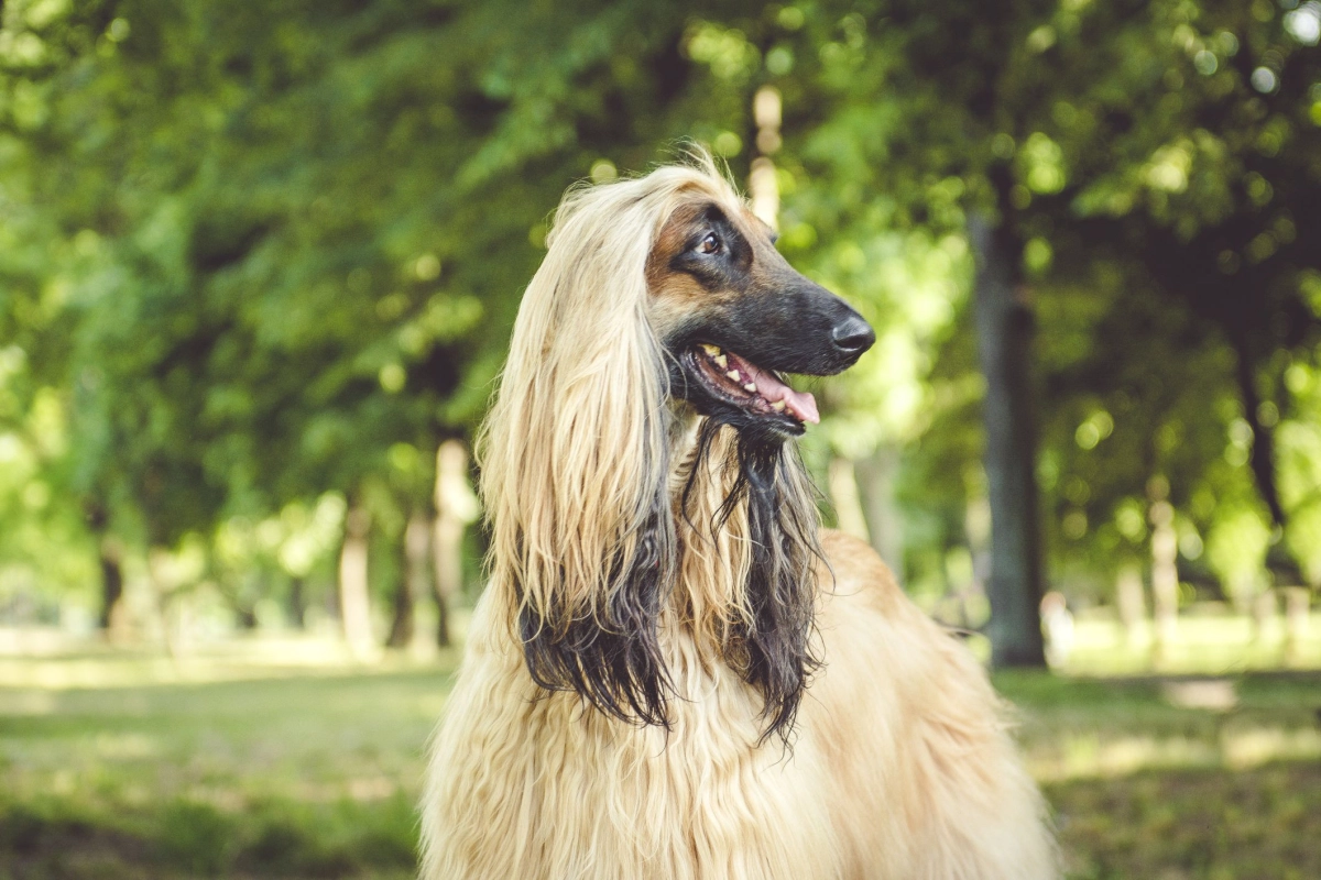 How Much Exercise Should A Afghan Hound Get?