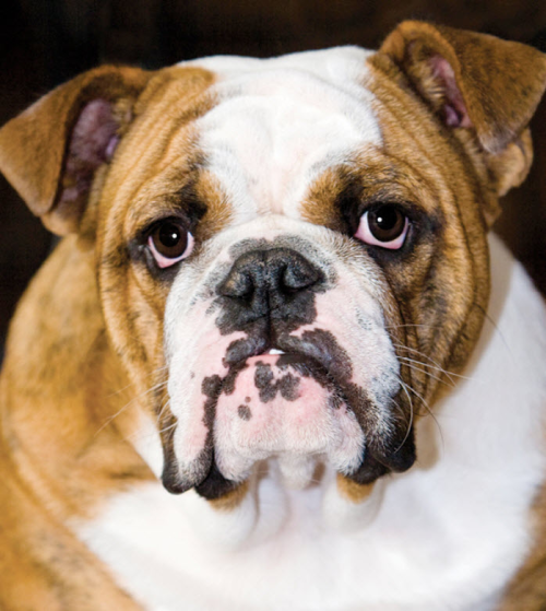 Do English Bulldogs Need A Lot Of Exercise?