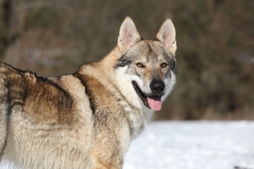 How Much Exercise Do Wolfdogs Need?