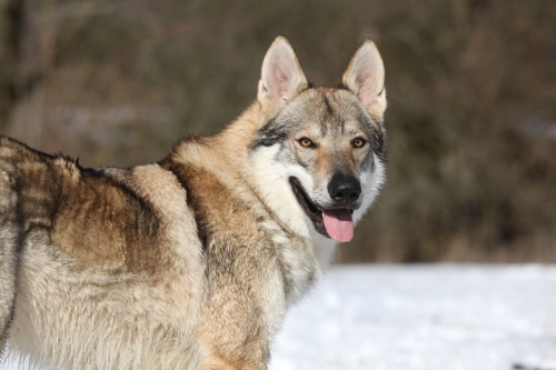 How Much Exercise Do Wolfdogs Need?