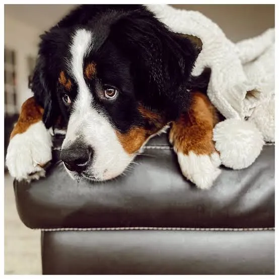 How Far Should You Walk Your Bernese Mountain Dog?