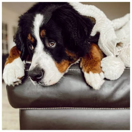How Far Should You Walk Your Bernese Mountain Dog?